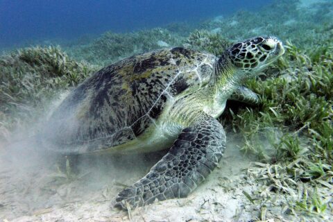 En grønn havskilpadde beiter i sjøgresset på sandbunnen nær Marsa Alam i Rødehavet