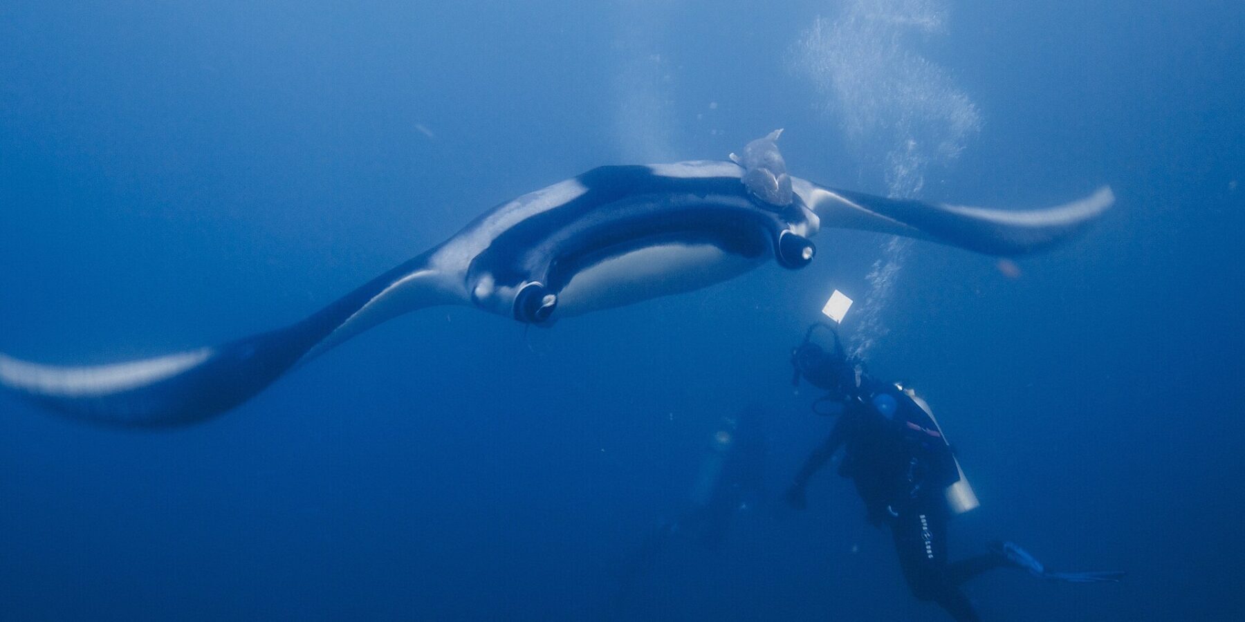 En oseanisk manta med utbredte vinger glir rett mot en dykker som lyser på den med lykta, med en sugefisk på den svarte ryggen med hvite skuldre og bobler som stiger i blået.