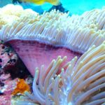 En sjøanemone med hvite, oppreiste tentakler og rosa fot, med en dykker med gule svømmeføtter uskarp i bakgrunnen, i Njao-passet