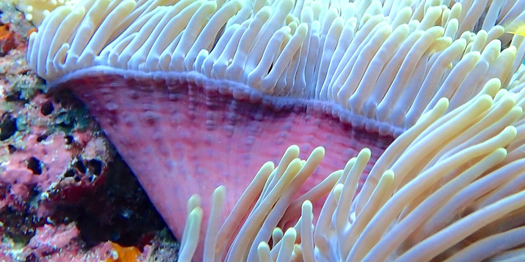 En sjøanemone med hvite, oppreiste tentakler og rosa fot, med en dykker med gule svømmeføtter uskarp i bakgrunnen, i Njao-passet