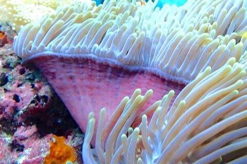 En sjøanemone med hvite, oppreiste tentakler og rosa fot, med en dykker med gule svømmeføtter uskarp i bakgrunnen, i Njao-passet