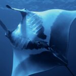 En oseanisk manta sett nedenfra, med hvit buk med store svarte flekker og synlige gjellespalter, en trevally under den og overflaten øverst