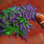 Nærbilde av en anemone med grønne tentakler med fiolette tupper, innfelt i de rødoransje foldene på stammen, som en rosa klovnefisk med hvit stripe nærmer seg fra høyre