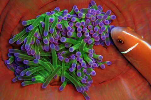 Nærbilde av en anemone med grønne tentakler med fiolette tupper, innfelt i de rødoransje foldene på stammen, som en rosa klovnefisk med hvit stripe nærmer seg fra høyre