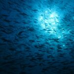 En enorm fiskestim i silhuett, sett nedenfra mot sollyset som glitrer under overflaten, i dypblått vann.