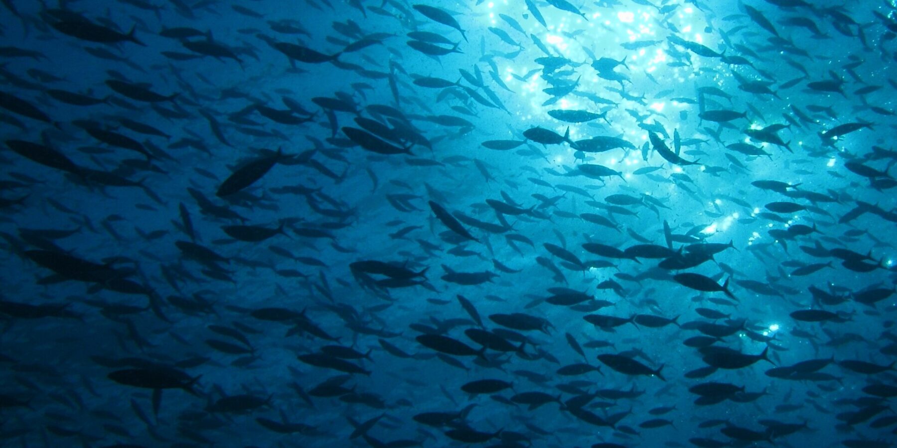 En enorm fiskestim i silhuett, sett nedenfra mot sollyset som glitrer under overflaten, i dypblått vann.