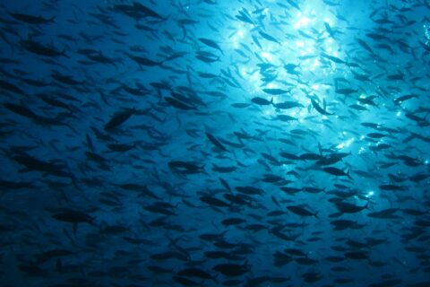 En enorm fiskestim i silhuett, sett nedenfra mot sollyset som glitrer under overflaten, i dypblått vann.