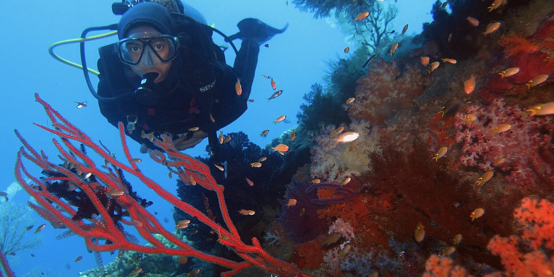 En dykker i svart drakt ser mot kameraet bak en rød sjøvifte, på en vegg dekket av røde og rosa bløtkoraller og anthias, i Raja Ampat