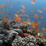 En sky av oransje anthias over et rev av steinkoraller, i klart blått vann