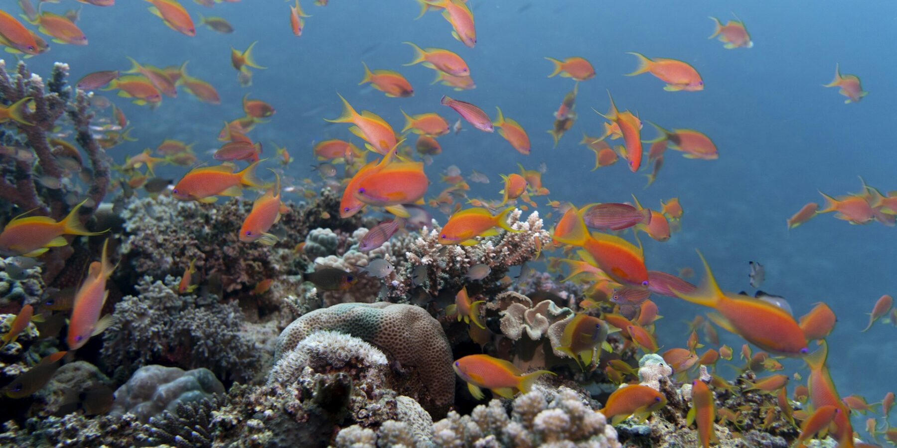 En sky av oransje anthias over et rev av steinkoraller, i klart blått vann