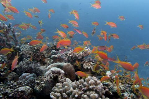 En sky av oransje anthias over et rev av steinkoraller, i klart blått vann