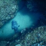 En stor grå potetgrouper med svart marmorering, sett ovenfra, ligger på den lyse sanden i en korridor mellom to korallkledde steinvegger, midt i en sky av små sølvfargede fisker