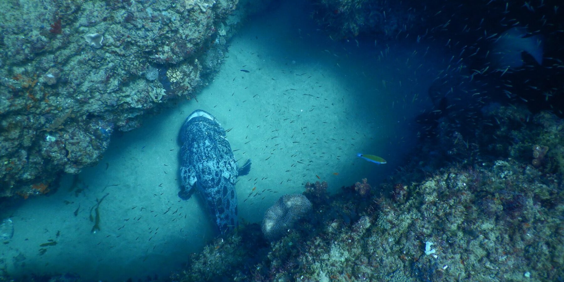 En stor grå potetgrouper med svart marmorering, sett ovenfra, ligger på den lyse sanden i en korridor mellom to korallkledde steinvegger, midt i en sky av små sølvfargede fisker