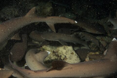 Om natten virvler en tett flokk hvittipp-revhaier over steinene, med gråbrune kropper og hvite finnespisser opplyst av blitsen mot en svart bakgrunn full av partikler.