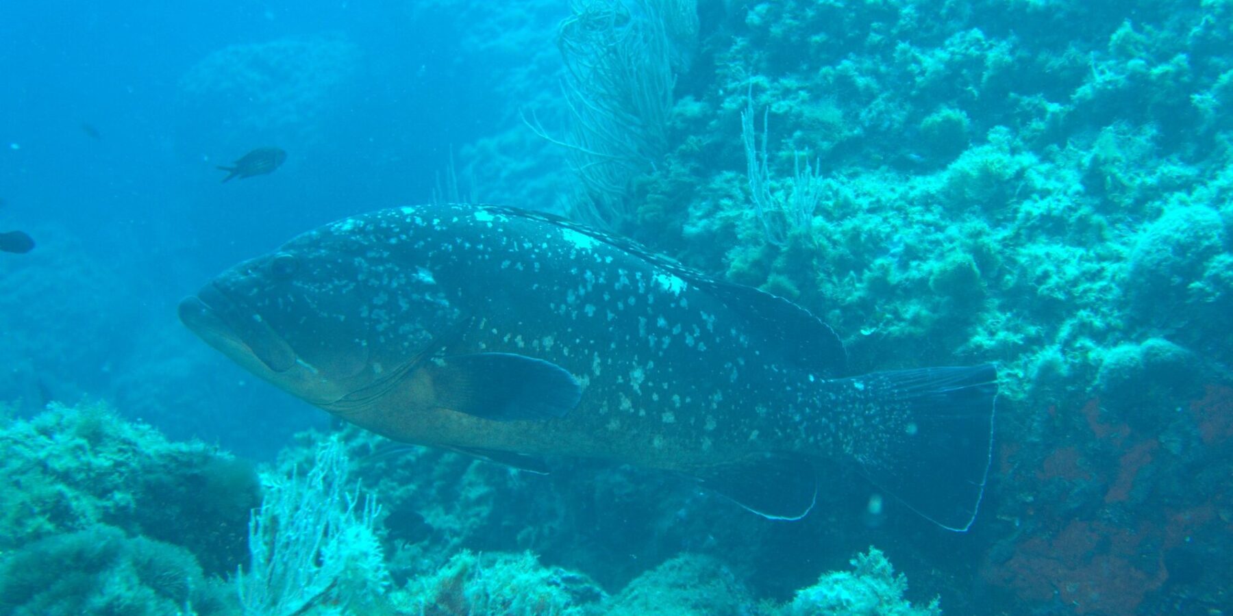 En stor brun grouper med mørk drakt med hvite flekker og gyllen buk svømmer mot venstre langs en steinvegg kledd med hvite gorgonier, med to kromis i blået.