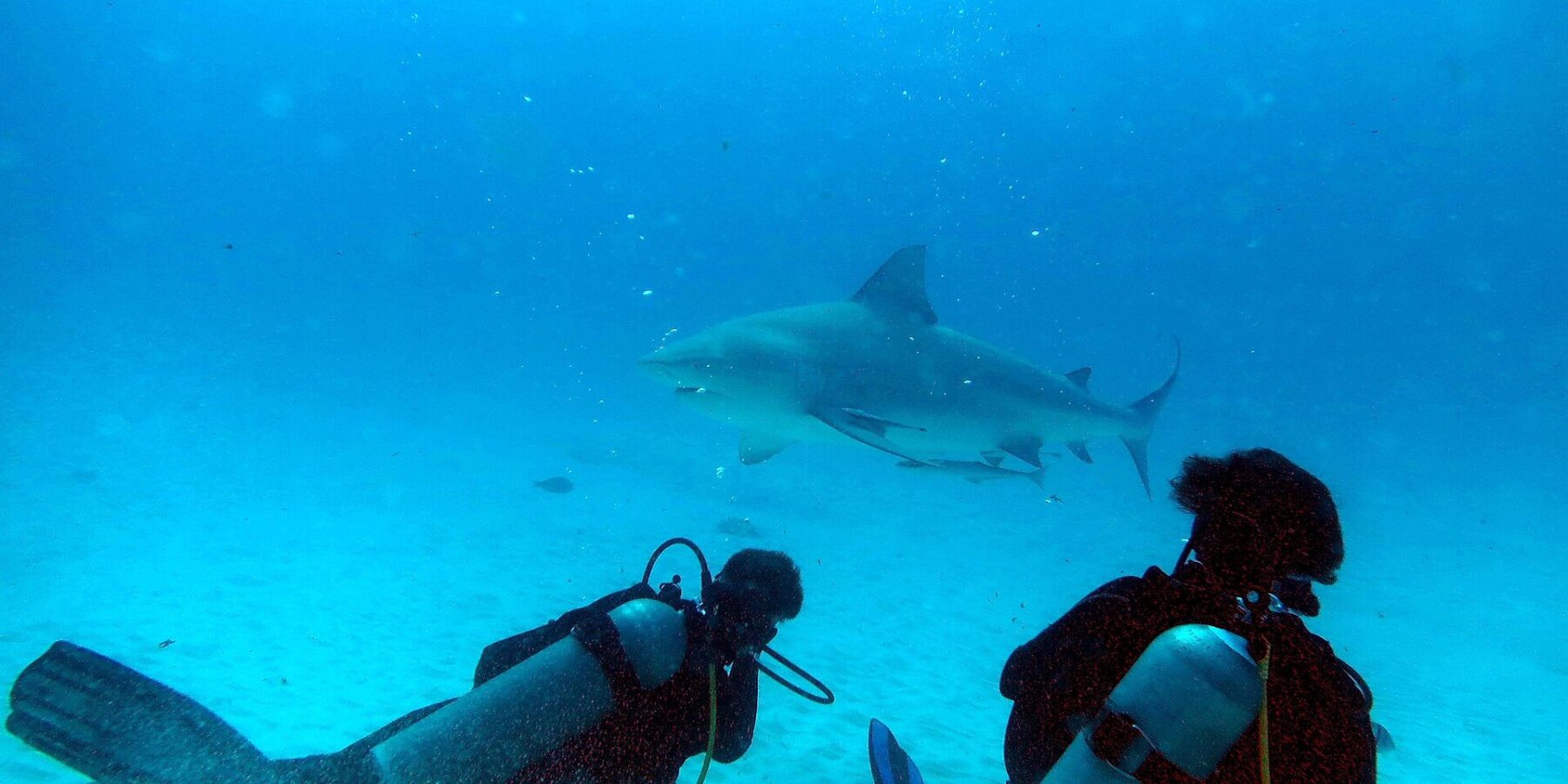 To dykkere på knærne på sanden ser på en oksehai som passerer foran dem i turkisblått vann, utenfor Playa del Carmen