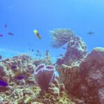 Et rev i parken på Cozumel: en fiolett asurblå vasesvamp i forgrunnen, en tønnesvamp, en viftegorgonie og små blå fisker i klart blått vann