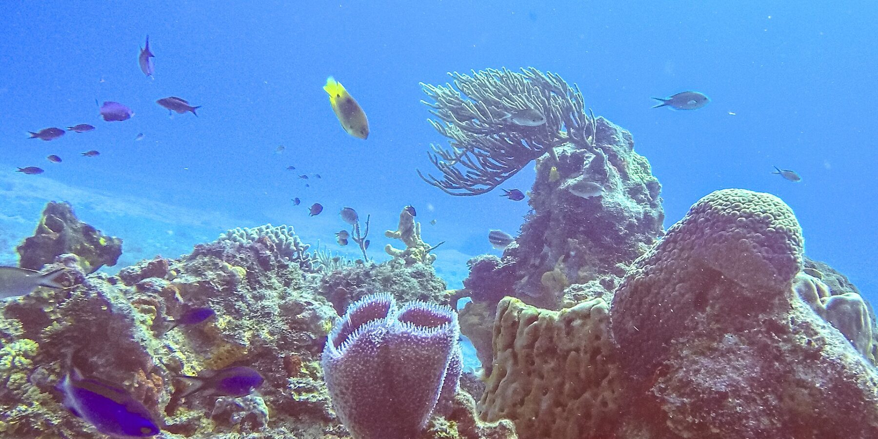 Et rev i parken på Cozumel: en fiolett asurblå vasesvamp i forgrunnen, en tønnesvamp, en viftegorgonie og små blå fisker i klart blått vann