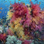 En bukett av rosa og gule bløtkoraller dekket av oransje anthias, på et rev i Rødehavet