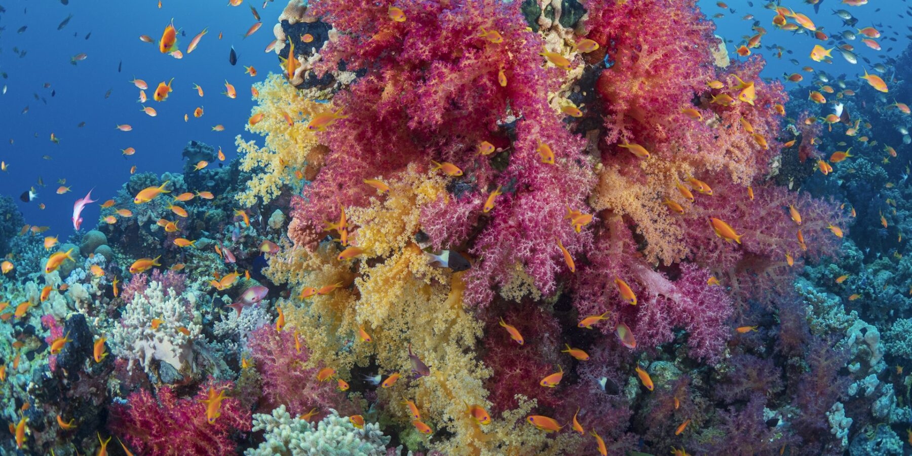 En bukett av rosa og gule bløtkoraller dekket av oransje anthias, på et rev i Rødehavet