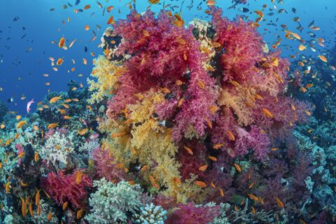 En bukett av rosa og gule bløtkoraller dekket av oransje anthias, på et rev i Rødehavet