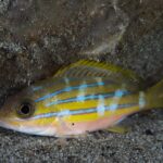 En blåstripet snapper alene på sanden ved foten av en stein, med de blå stripene brutt av loddrette lyse flekker og rosa buk